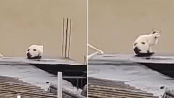 Reprodução/Redes Sociais