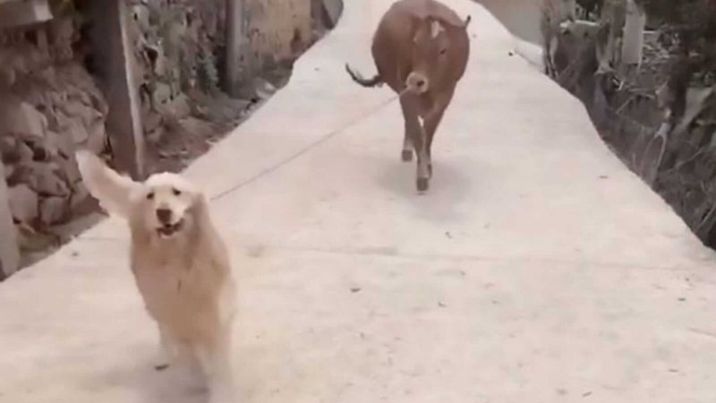 Cachorro sai para passear e volta com amiga vaca na coleira – [Blog GigaOutlet]