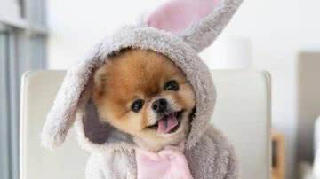 Imagem Conheça o cão que corre com duas patas e quebrou recorde mundial