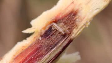 Reprodução/Youtube