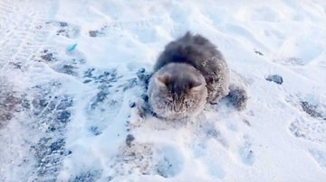 Gato no gelo - Sergey Baranov/The Siberian Times