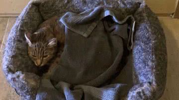 Reprodução/ Coastal Bend Cat Rescue