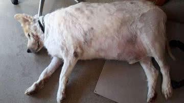 Imagem Acima do peso, cão chega a abrigo pesando tanto quanto bebê elefante