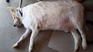 Imagem Acima do peso, cão chega a abrigo pesando tanto quanto bebê elefante
