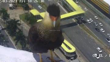 Divulgação/Transalvador