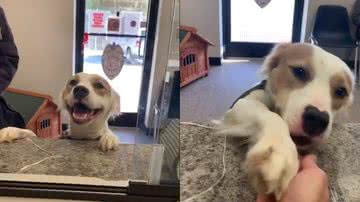 Reprodução/BNews Pet