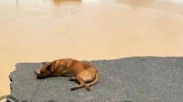 Divulgação/Instituto Marcell Moraes