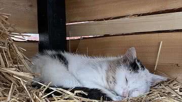 Imagem Família tenta conquistar gato com casinha construída para ele; veja fotos