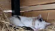 Imagem Família tenta conquistar gato com casinha construída para ele; veja fotos