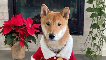 Reprodução/Twitter