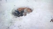 Facebook/Res Lake Rosie's Rescue