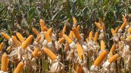 Plantação de milho - Elza Fiúza/Agência Brasil