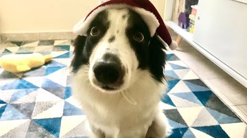 Oreo, o Cãolunista - Arquivo Pessoal