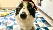 Oreo, o Cãolunista - Arquivo Pessoal