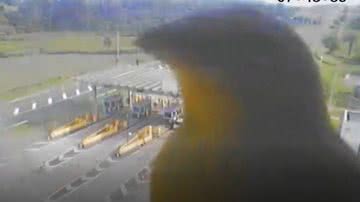 Renovias/Divulgação