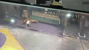 Os três cachorros saindo do lugar onde são mantidos presos - Divulgação /Arquivo Pessoal