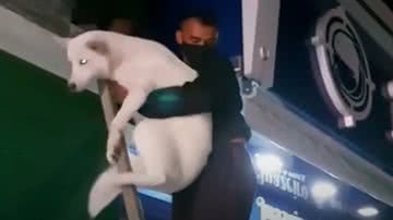 Reprodução/ Youtube