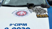 Homem é preso com 100 balas de maconha para venda - Marcelo Castro