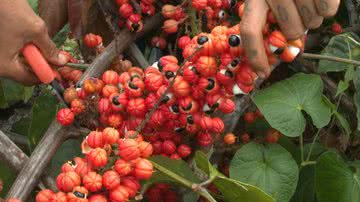 Reprodução / TV Brasil - Agência Brasil