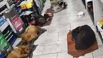 Reprodução/Twitter @itimaliasof