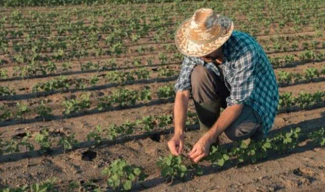 Reprodução // Ministério da Agricultura