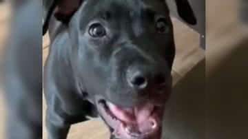 Reprodução/ Vídeo