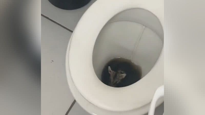 Reprodução/TikTok @gomezslara