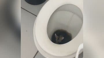 Reprodução/TikTok @gomezslara