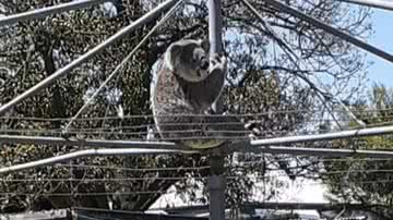 Arquivo Pessoal/Terise Hungerford