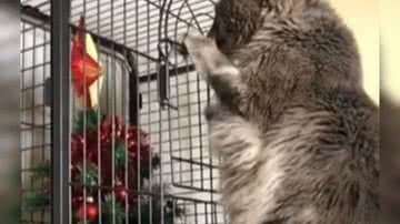 Reprodução/ Vídeo