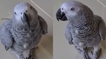 Reprodução/TikTok @zoeypapagaiadocongo