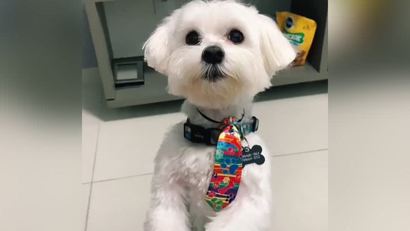 Reprodução/TikTok @thaistomaz1