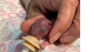 Reprodução// Vídeo