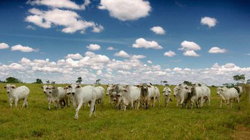 Imagem Vacinação contra febre aftosa é prorrogada até 17 de dezembro