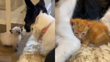 Reprodução/TikTok @bordernerd