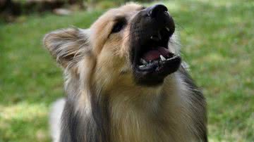 JackieLou DL por Pixabay