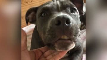 Reprodução/TikTok @snow.dog7
