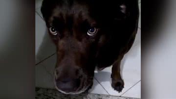 Reprodução/TikTok @rafaelferreiradaencarna0