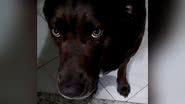 Reprodução/TikTok @rafaelferreiradaencarna0
