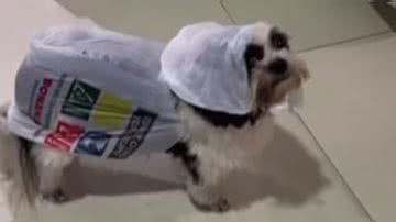 Reprodução/ Vídeo