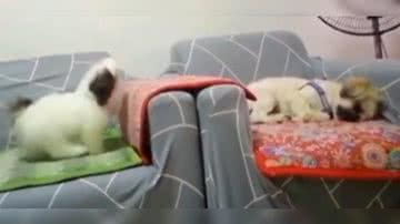 Reprodução/ Vídeo