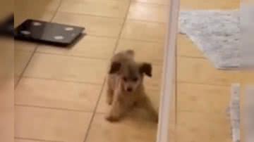 Reprodução/ Vídeo