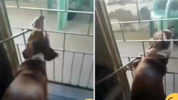 Reprodução/ Vídeo