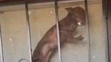 Reprodução/ Vídeo