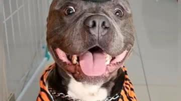 Reprodução/ Vídeo