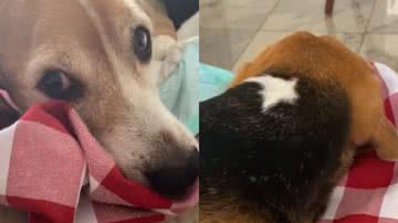 Reprodução/ Vídeo