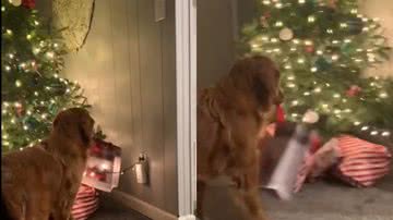 Reprodução/TikTok @nicoleross7447