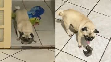 Reprodução/TikTok @ariadinyspimentel