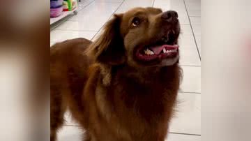 Reprodução/TikTok @petcentermundoanimal