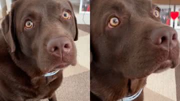 Reprodução/TikTok @cacaulabradoida